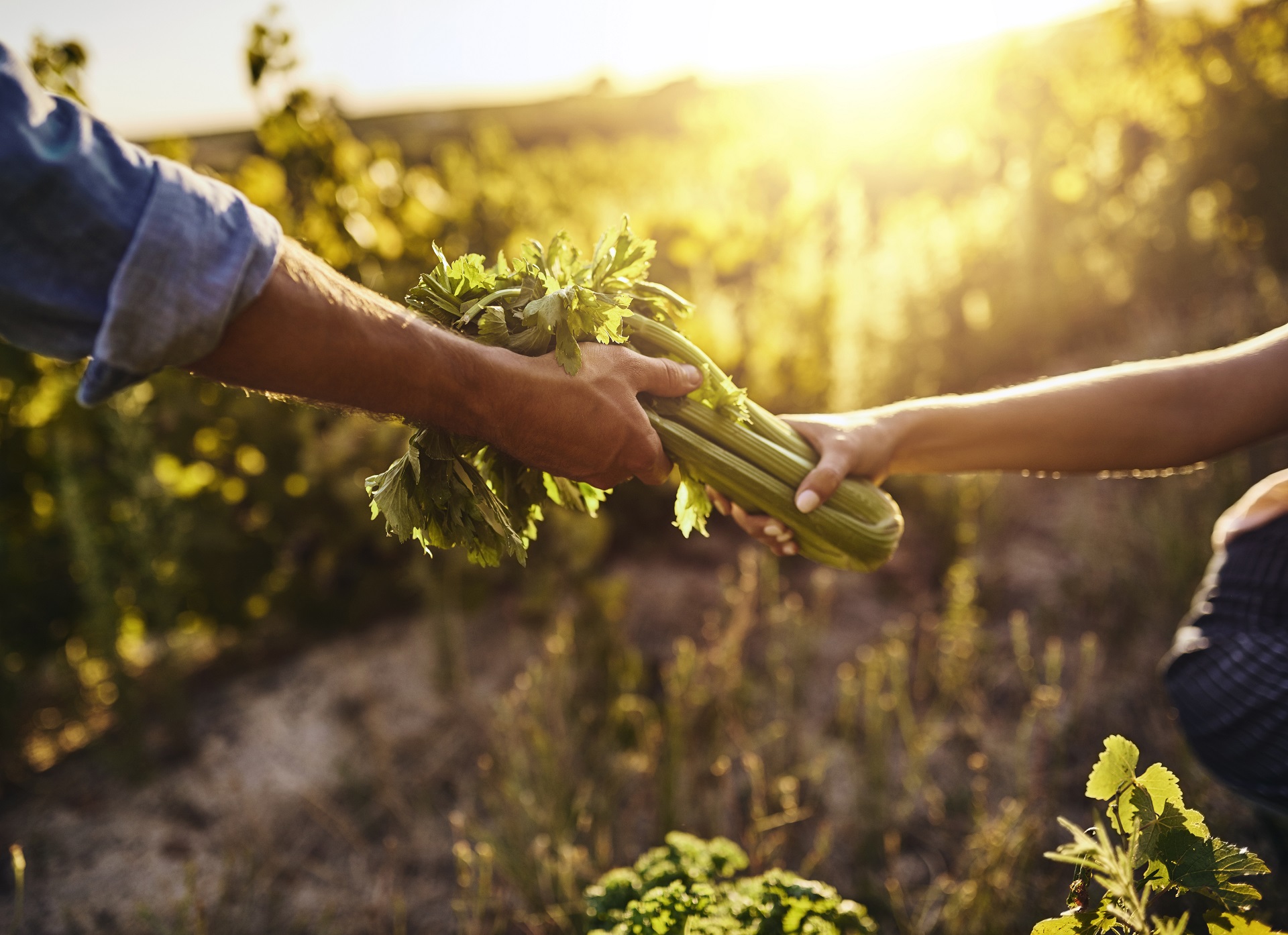sostenibilità nella produzione alimentare
