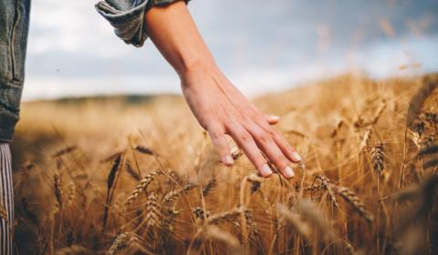 biologico in italia