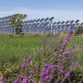 impianto agrivoltaico.jpg 
