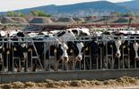 Benessere animale nell'agroalimentare