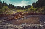 tracciabilità legno