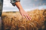 biologico in italia