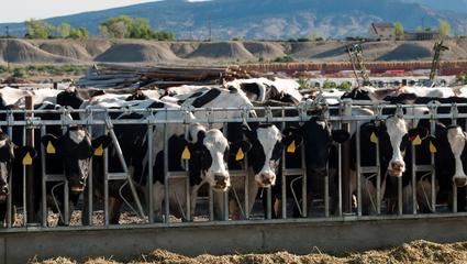 Benessere animale nell'agroalimentare