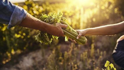 sostenibilità nella produzione alimentare