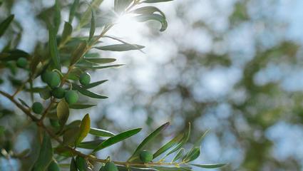 certificazione, agroalimentare, dop, igp, biologico, valorizzazione, prodotto