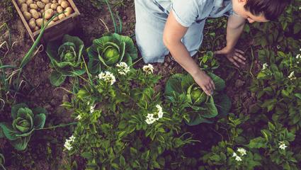 agricoltura sostenibile