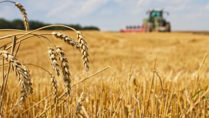 campo grano 
