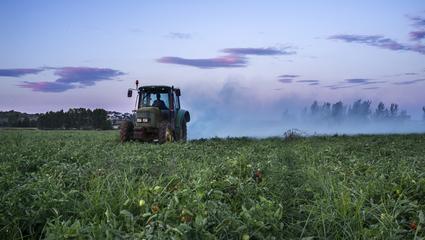 Campo agricoltura pomodori