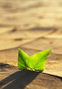 servizi sostenibilità ambientale