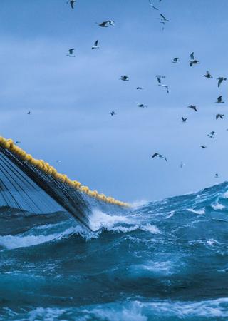 rete da pesca Certificazione MSC e ASC CoC