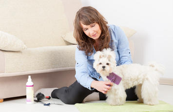 disciplinare per animali