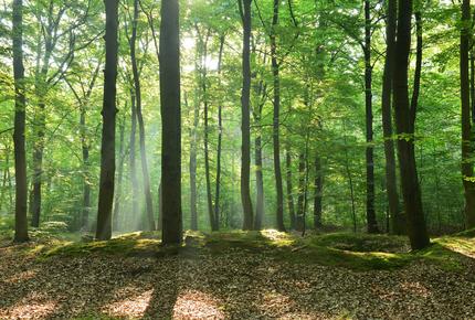 fsc gestione foresta