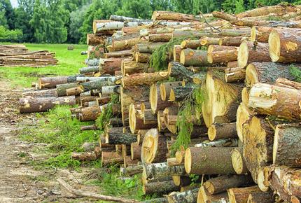 certificazione legno