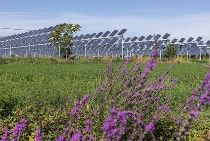 impianto agrivoltaico.jpg 