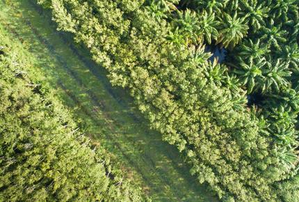 zona verde servizio Regolamento EUDR